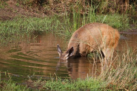 Sambar