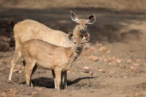 Sambar deer