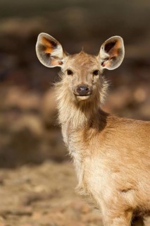 Sambar deer
