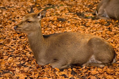 Sika Deer