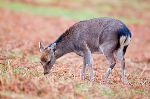 Sika deer