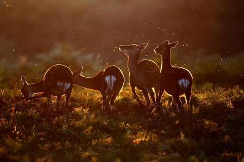Sika Deer