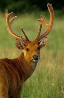 Barasingha