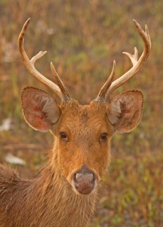Swamp deer