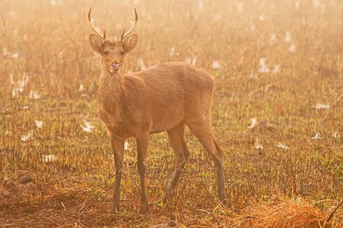 Swamp deer
