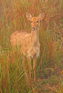 Swamp Deer