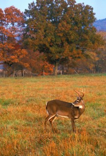 White-tailed deer