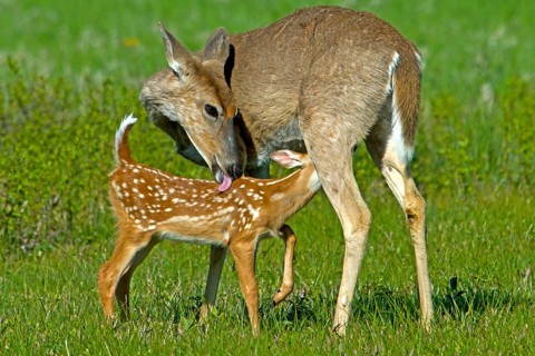 White-tailed Deer