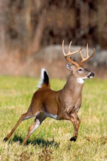 White-tailed Deer