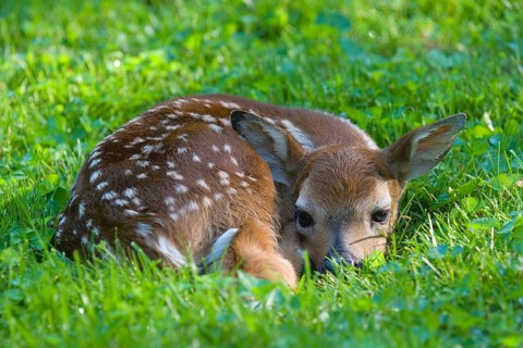 White-tailed Deer
