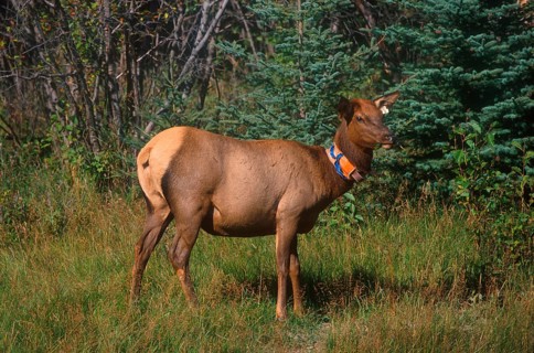 Red deer