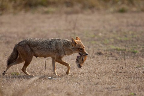 Golden golden jackal