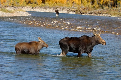 Elks