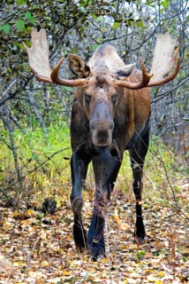 American Moose
