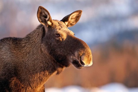 Eurasian elk