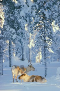 Reindeer