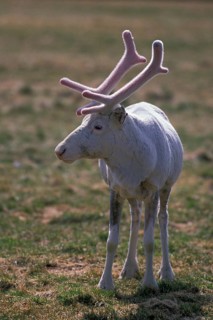 Reindeer