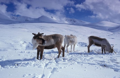 Reindeer