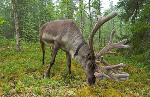 Reindeer