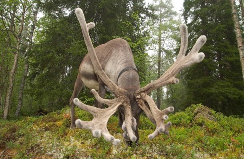 Reindeer