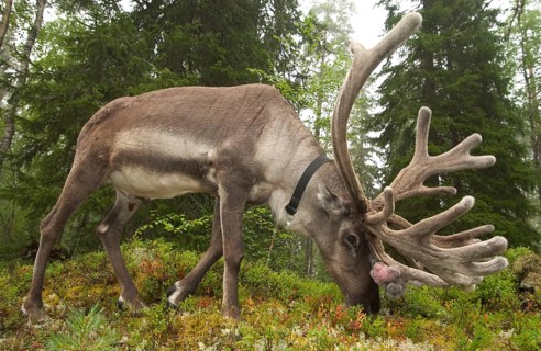 Reindeer