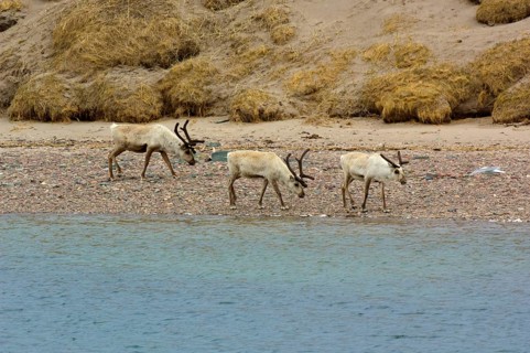 Reindeer