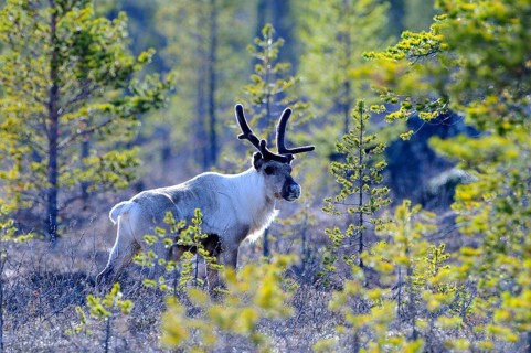 Reindeer