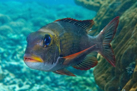 Humpnose big-eye bream