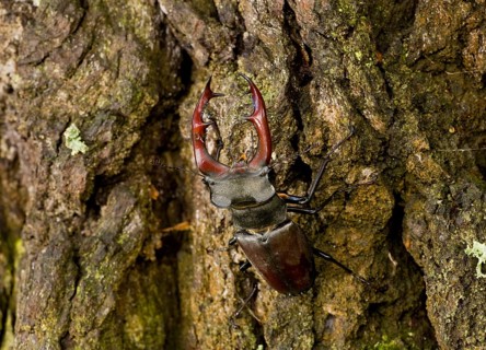 Stag beetle