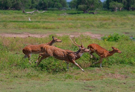 Cervus axis