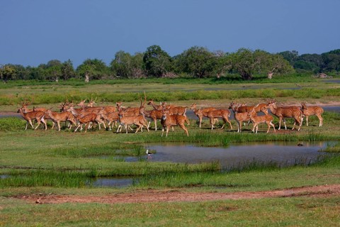Cervus axis