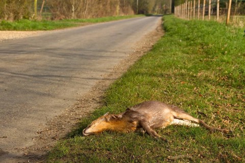 Dwarf Muntjac
