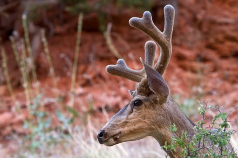 Mule deer