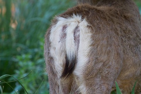 Mule deer