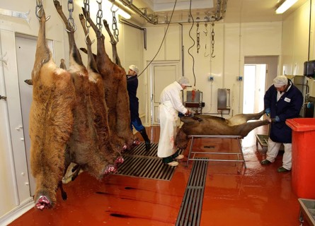 Deer husbandry
