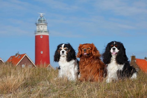 Cavalier King Charles Spaniel