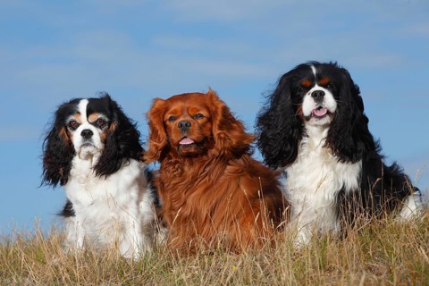 Cavalier King Charles Spaniel