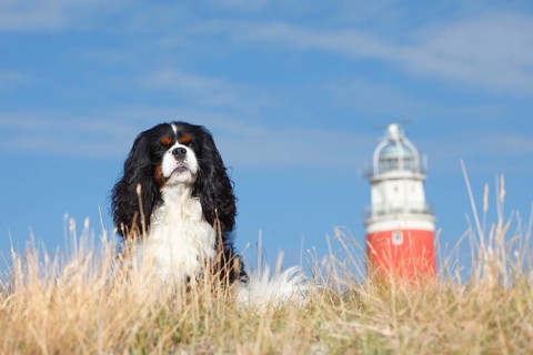 Cavalier King Charles Spaniel