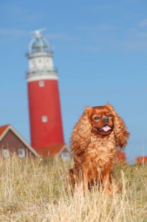 Cavalier King Charles Spaniel