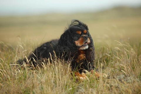 Cavalier King Charles Spaniel