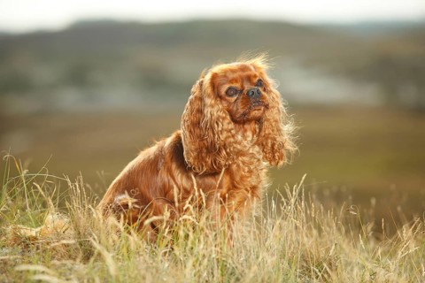 Cavalier King Charles Spaniel