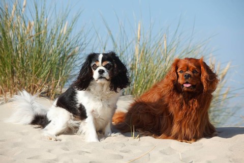 Cavalier King Charles Spaniel