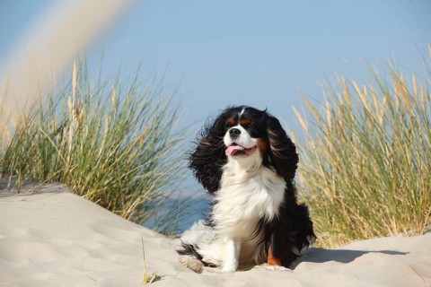 Cavalier King Charles Spaniel