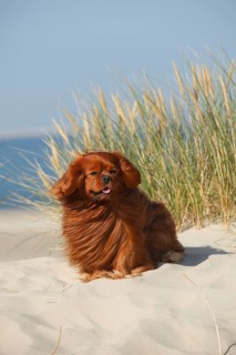 Cavalier King Charles Spaniel