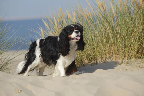Cavalier King Charles Spaniel