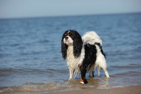 Cavalier King Charles Spaniel