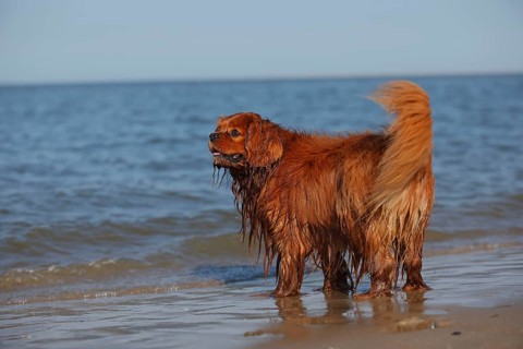 Cavalier King Charles Spaniel