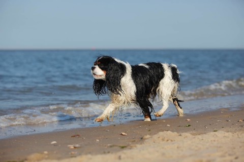 Cavalier King Charles Spaniel