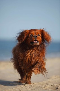 Cavalier King Charles Spaniel