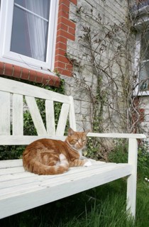 Domestic Cat